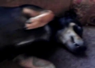 Dog's cute pussy gets fingered hard