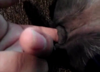 Dog's cute pussy gets fingered hard