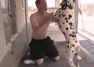 Cheerful Dalmatian fucks hard