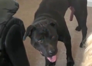 Dog is humping the asshole of a horny zoophile
