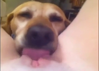Super-naughty dog truly likes to lick a taut hole