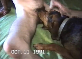 Whorish dog having all sorts of sexual pleasures