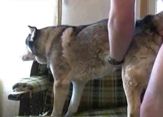 Vicious fucking from behind for a dog