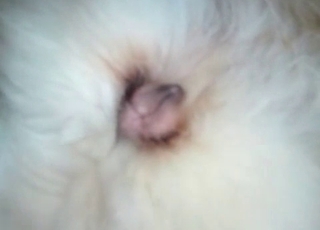 Puppy gets licked by a dog