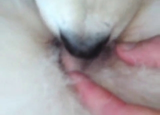 Puppy gets licked by a dog