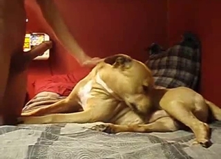 Hound is trying the taste of my dick