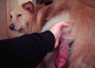 White mutt enjoys a edible hj