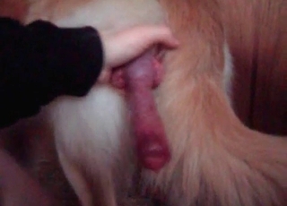 White mutt enjoys a edible hj