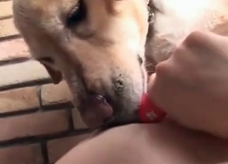 Sweet rear end is licking a face of an Chinese zoophile