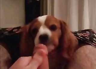 Guy lets this dog suck his hot cock