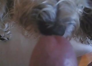 Cute hairy mutt licks my hard man-meat