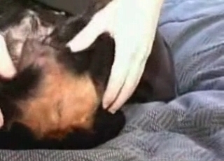 Zoophile takes the bestiality virginity of a dog
