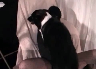 Amazingly sexy dark-haired and her instructed doggy