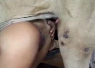 Grey dog having all sorts of joy in this close up movie