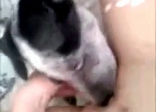 The pussy of this woman is tasted by a horny doggo