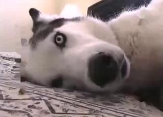 Big-dicked dog gets a super-cute hand job