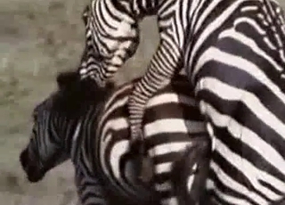 Wild exotic zebras are fucking in the doggy style posture