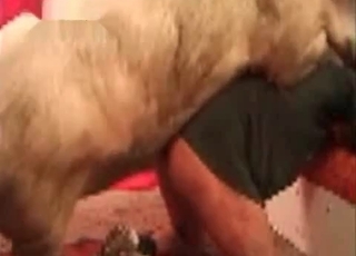 Pig fucks a sexy zoofil in doggy style pose