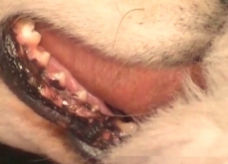 Disgusting amateur zoophilia with my doggy