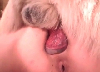 Doggy's wiener is being sucked on the camera