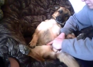 Dog's juicy puss fucked with a toy
