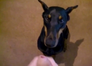 Cumming on the face of my hot doggy