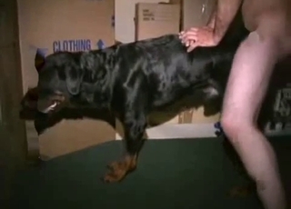 Doggy style lovemaking with dark pitbull
