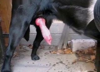 Meaty doggy boner shoots a nice jizz flow
