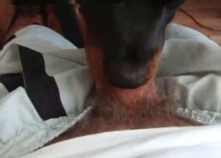 Slutty doggy-style deepthroat action