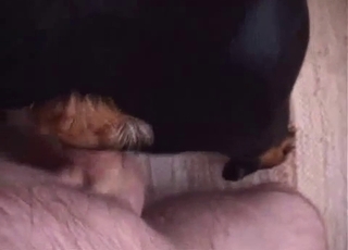 The cock-squeezing hole of this dog gets banged by a fat lad