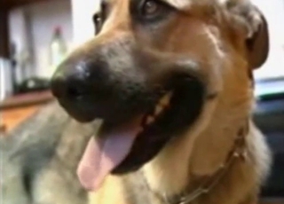 Doggy is getting a very nice hand job