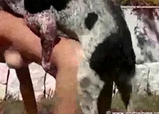 Mutt fucking in a haystack