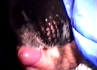 Bearded farmer sucking his lovely doggy