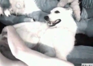 Anal fucky-fucky for a kinky white dog