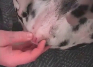 Fucked Dalmatian and addicted zoophile