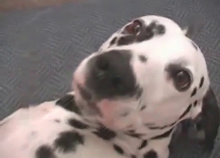 Fucked Dalmatian and addicted zoophile