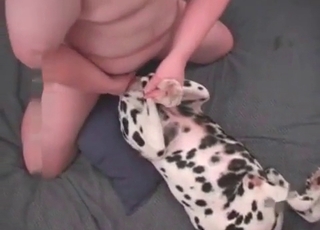 Fucked Dalmatian and addicted zoophile