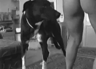 Cool trained dog licks her juicy crevice