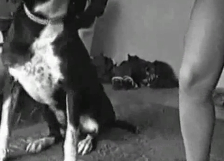 Cool trained dog licks her juicy crevice