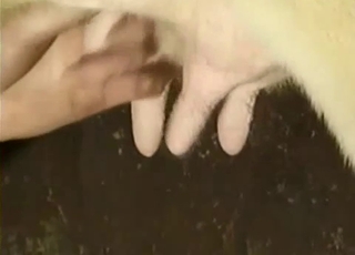 Juicy bestiality threesome with an awesome doggy lover