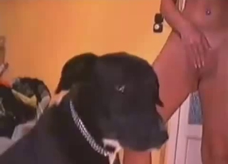 Good dark doggy is enjoying zoophilia XXX
