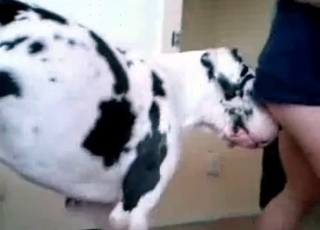This doggy being trained for bestiality hookup