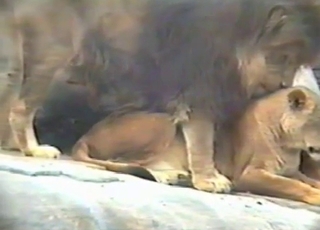 Lion fucks his sexy gf in the doggie pose