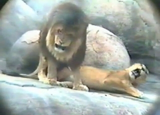 Lion fucks his sexy gf in the doggie pose