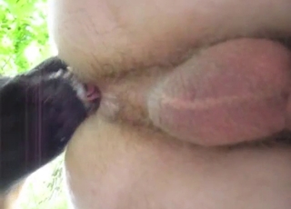 Cute trained dog licks my hairless ass