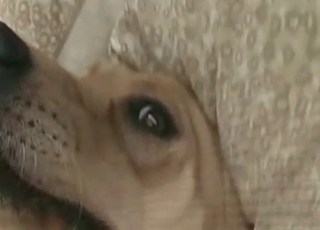 Frigging act for a doggy