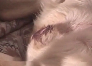 Dude cracking this dog's snatch