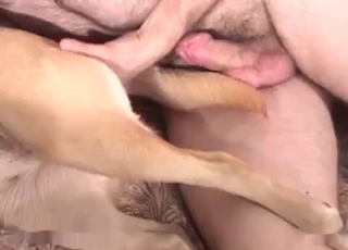 Dude cracking this dog's snatch