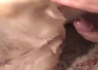 Dude cracking this dog's snatch