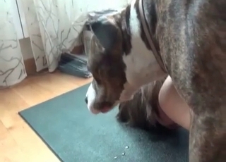 She gets gaped by a very small mutt